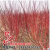 批發紅瑞木綠化苗 觀賞價值高 庭院工程 耐寒植物 園林綠化植物