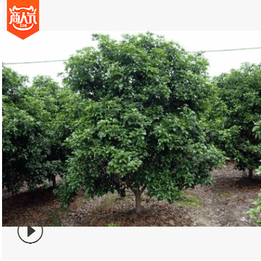 優質苗木供應四季桂球 熱銷貴州地區 苗圃直銷四季桂球 歡迎咨詢