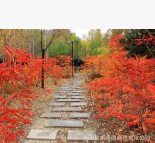 火炬樹 基地苗圃直供 綠化苗 紅葉樹種彩葉樹種