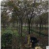 工程綠化櫸樹紅櫸行道樹 色塊毛球袋杯 蕭山基地直銷一站式采購