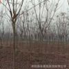 欒樹大苗 基地苗圃全冠欒樹10公分到15公分欒樹苗