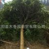 高桿桂花樹苗批發基地苗圃批發園林綠化苗木八月桂金桂銀桂大小苗