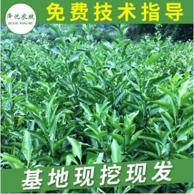 砂糖蜜桔樹苗 嫁接柑橘果樹苗批發 基地直銷橘子樹成苗