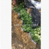 批發大量出售嫁接蜜橘苗 規格齊全 歡迎來定蜜橘苗