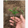 四川柑橘苗 香橙芽苗 香橙粘木 香橙小苗 資陽軟枝香橙苗