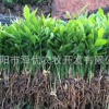 香橙苗 香橙芽苗 簡陽苗香橙小苗 資陽香橙苗