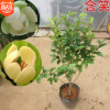 含笑花苗盆栽含笑花苗四季開花含笑花濃香花卉客廳室內芳香植物