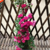 攀援爬藤庭院植物七里香十里香薔薇木香花苗香味綠植花卉盆栽