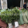 大量銷售果樹苗 嫁接紐荷爾苗 紐荷爾果樹苗 紐荷爾果苗
