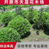 大量供應露地球形水蠟球 綠色叢生水蠟直供 園林植物水臘堆批發