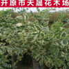 大量供應東北新品種花葉榆 濕地綠化花葉榆樹 花葉榆樹苗批發