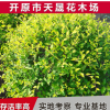 天晟花木基地供應金葉榆球 園林植物檜柏球水蠟球 中華金葉榆球
