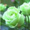 搶購|爬藤月季花苗|大花綠月季[碧云]藤本月季四季開花|盆栽