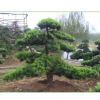 生產園林植物 羅漢松**