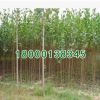 基地批發 綠化苗木意楊樹苗 林毛白楊 速生楊樹苗綠化環境行道樹