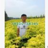 綠化工程小苗批發 落羽杉樹 落羽杉小苗 規格齊全 綠化環境