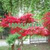 供應日本紅楓苗批發 綠化工程苗 規格齊全 園林道路綠化 紅舞姬