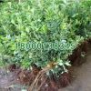 綠化苗木批發(fā) 庭院植物金邊黃楊苗 金邊黃楊苗 四季常青 規(guī)格全