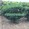 苗木基地批發(fā)綠化工程小苗 冬青小苗 冬青苗 綠化環(huán)境 綠化苗