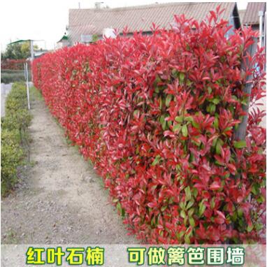 紅葉石楠苗 多規格觀賞灌木 小苗批發紅羅賓紅葉石楠籬笆苗