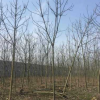 供應青桐8-12公分 苗圃移栽苗