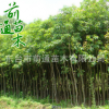 重陽木 供應園林綠化重陽木 批發(fā)行道工程綠化 廠家直銷