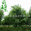 基地大量供應1--20cm大葉女貞樹 高桿大葉女貞 行道綠化園林植物