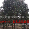 綠化樹木行道樹景觀高桿大葉女貞樹金葉女貞小葉
