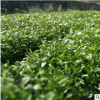 家庭園藝用楠袋種苗景觀苗木 花圃苗圃觀葉類火力楠袋樹苗批發(fā)