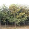 基地批發櫸樹 櫸樹小苗 紅櫸樹 各種規格齊全