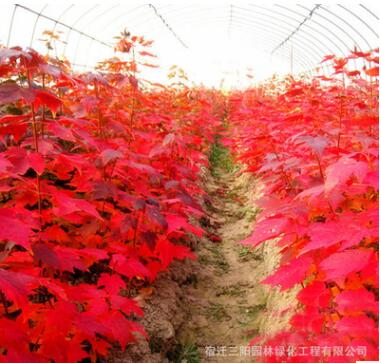 紅楓 中國紅楓樹苗基地供應 綠化苗木庭院植物