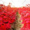紅楓 中國紅楓樹苗基地供應 綠化苗木庭院植物