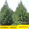 大量出售2-3米華山松 工程綠化用華山松 帶土球發(fā)貨華山松樹