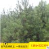 基地種植白皮松 易成活易管理園林綠化用白皮松 白皮松價(jià)格優(yōu)惠