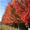現(xiàn)貨供應(yīng)美國(guó)紅點(diǎn)紅楓樹 行道樹綠化紅楓樹規(guī)格全 紅楓價(jià)格