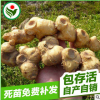 藥材種苗黃精種苗 一年苗姜形多花黃精種苗