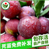 直銷供應 南方李子果樹苗 中國攜李果樹苗