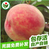 晚熟優良品種雙節桃王桃樹苗 湖北果樹苗基地雙節桃王果樹苗批發