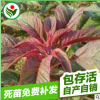 雪櫻子野菜雪櫻子種子保健菜葉脈呈紅色蔬菜種子6000粒一袋