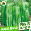 地基辣椒種子直銷 高產新特三號辣椒種子 良種蔬菜種子