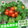盆栽蔬菜種子批發 易活紅、黃色盆栽番茄 家庭蔬菜種子每袋100粒