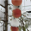 傲雪冬桃嫁接桃樹苗基地直銷 傲雪冬桃盆栽地栽果苗苗木批發