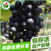 長期供應 新品種葡萄果樹苗 高山葡萄果樹苗批發