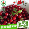 觀賞嘗果觀葉的水果蜜蜜果樹苗耐寒性強