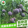 香甜適口老幼皆宜鳳凰李子樹苗種植 鳳凰李樹苗基地批發
