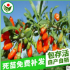 基地批發 優質中國枸杞王果樹苗 盆栽果樹苗 枸杞樹苗批發