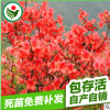 天山之火映山紅杜鵑滿山紅 庭院綠化景觀花苗木批發