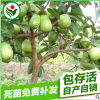 長期供應 南方庭院果樹苗 珍珠五號芭樂果樹苗批發
