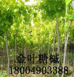 【大量供應】金葉糖槭 金葉復葉槭 糖槭樹唐槭樹塘槭苗木樹苗