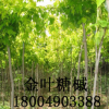 【大量供應】金葉糖槭 金葉復葉槭 糖槭樹唐槭樹塘槭苗木樹苗